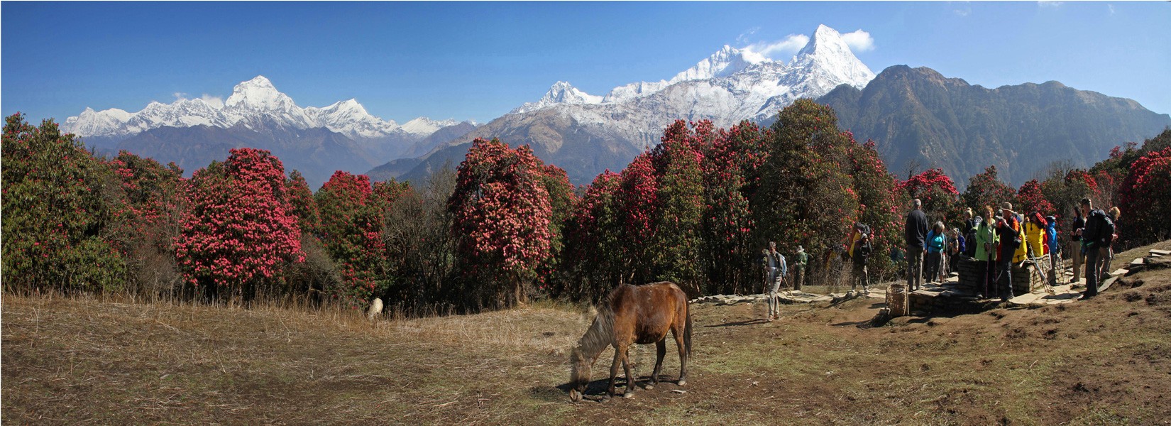 Ghorepani Punhill Trekking Of Annapurna Area in Spring Season.