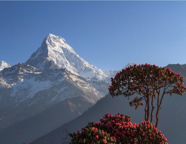 Annapurna south with bloomed rhododendron Tree