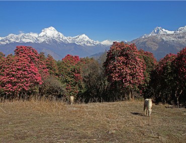 Annapurna south on the way to Tadapani