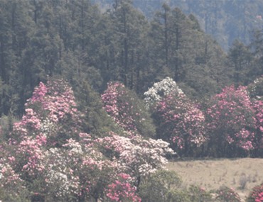 Rhododendron Forest on the way to Pikey Peak